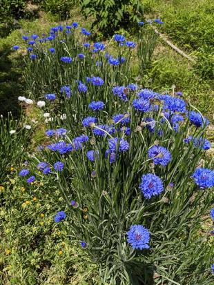 ヤグルマギクが咲いています