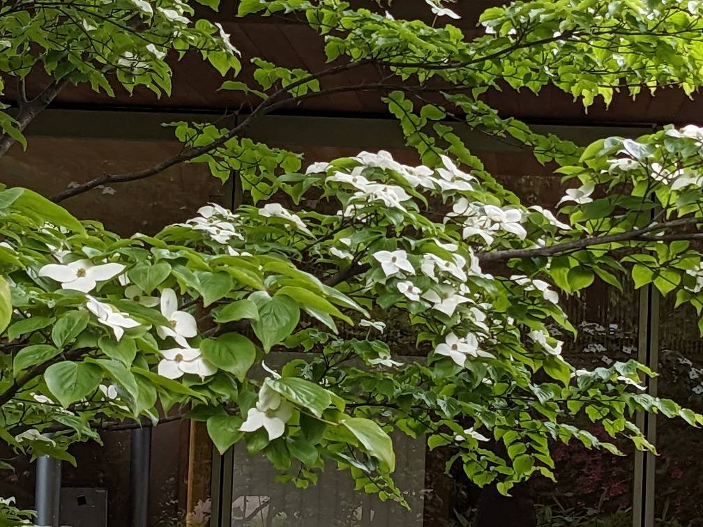 ヤマボウシが咲いていますの写真