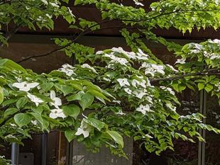 ヤマボウシが咲いています