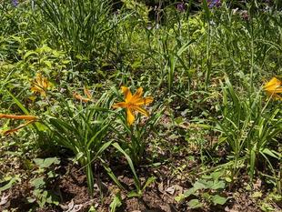 ニッコウキスゲが咲いています