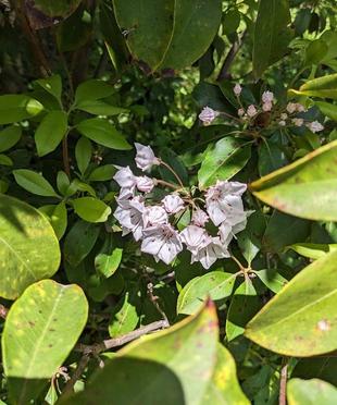 カルミアが咲き始めました