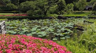 ハスの葉が見えてきています