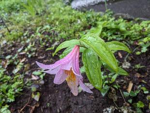 ヒメサユリが咲いています