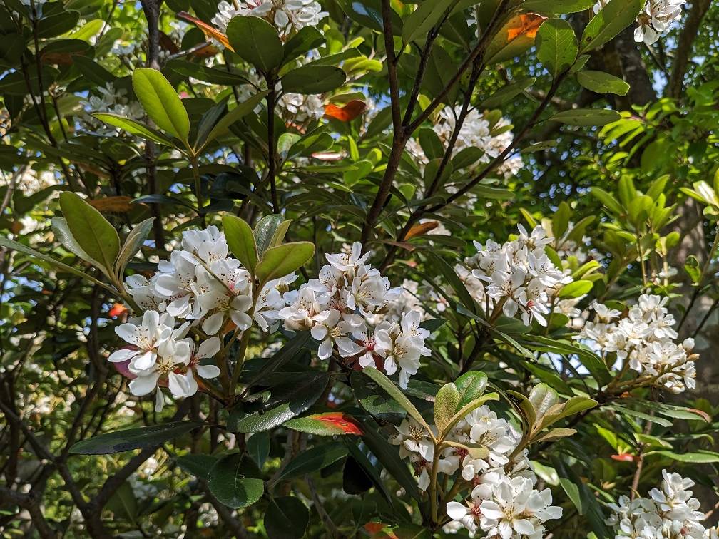 シャリンバイが咲いていますの写真