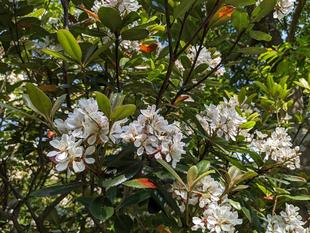 シャリンバイが咲いています