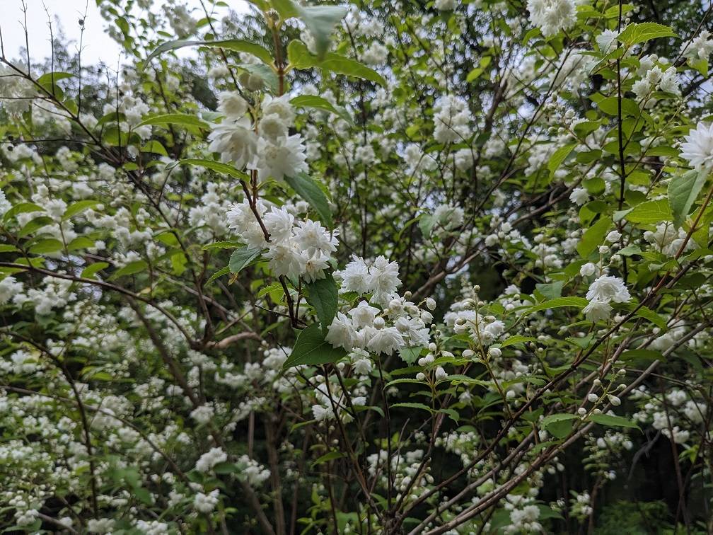 シロバナヤエウツギがきれいですの写真