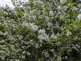 シロバナヤエウツギがきれいです