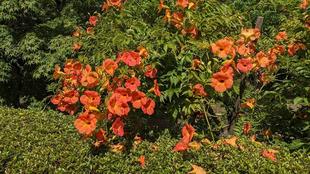 ノウゼンカズラが咲いています