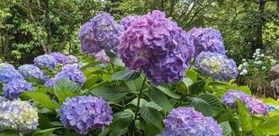 アジサイが色づいています