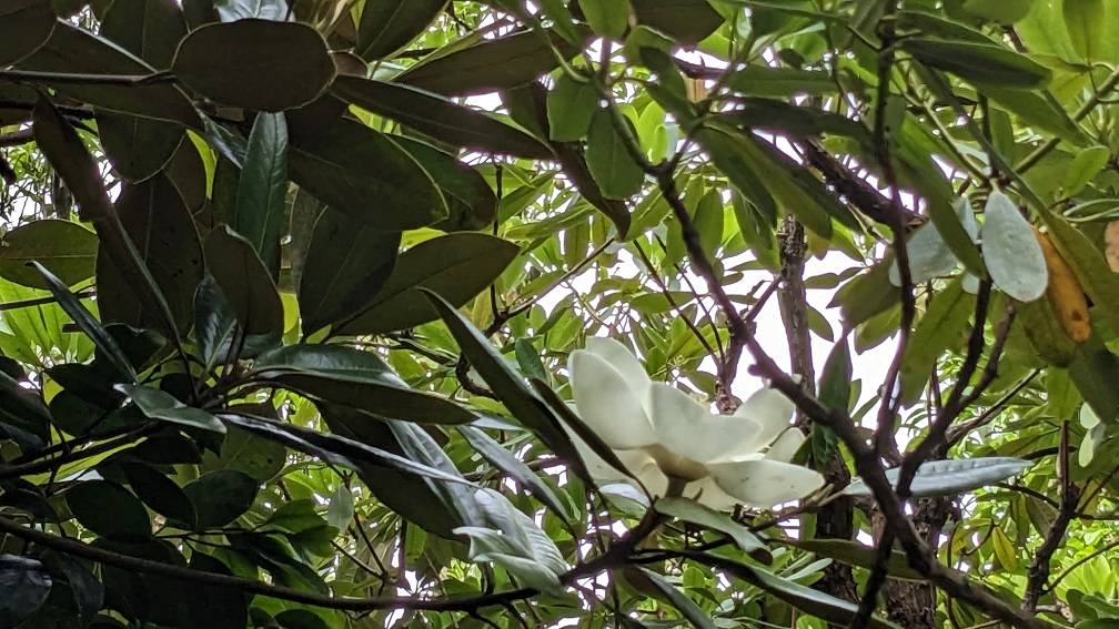 タイサンボクが咲いていますの写真