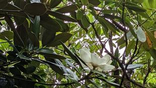 タイサンボクが咲いています