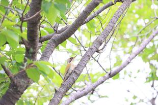 アオゲラがやってきます