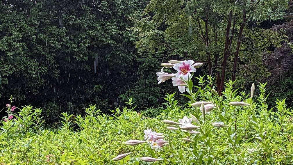 テッポウユリが咲いていますの写真