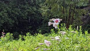 テッポウユリが咲いています