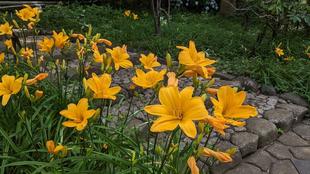 ノカンゾウが咲いています