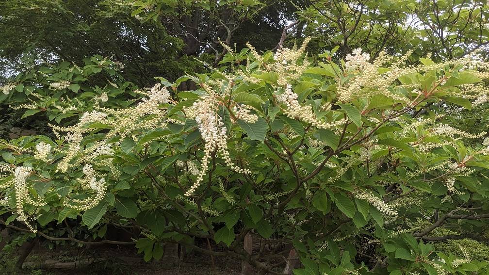 リョウブが咲いていますの写真