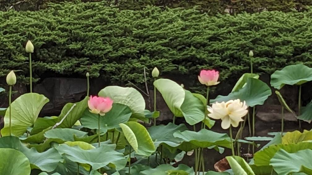 ハスの花が咲き始めていますの写真