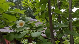 ナツツバキが咲いています