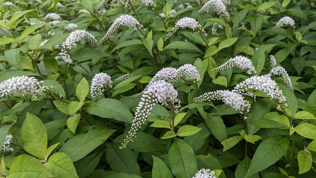 オカトラノオが咲いていますの写真