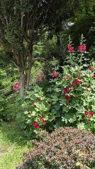 タチアオイが咲いています