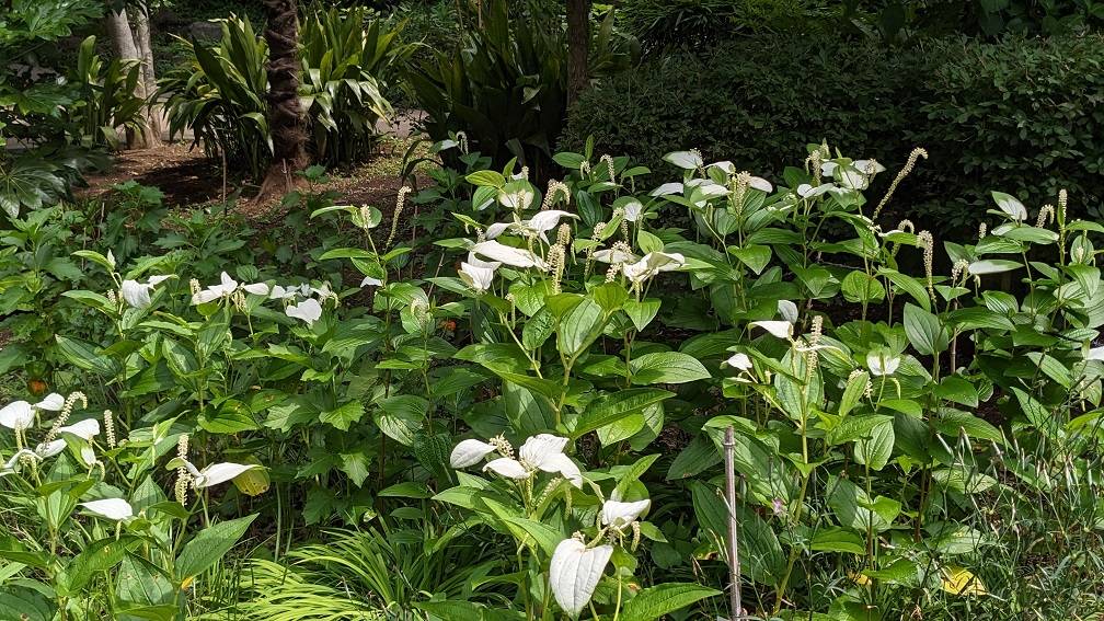 ハンゲショウの葉が色づいていますの写真