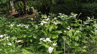 ハンゲショウの葉が色づいています