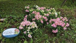 キンギョソウがきれいです