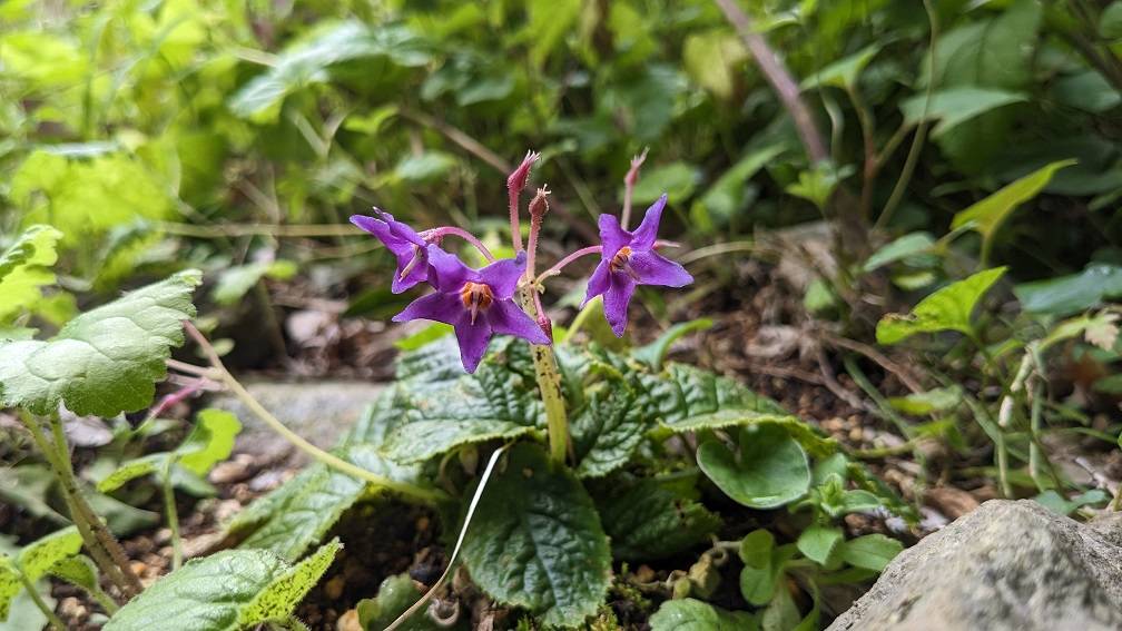 イワタバコが咲いています。の写真