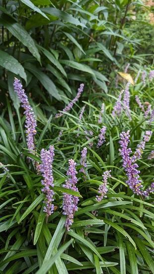 ヤブランが咲いています