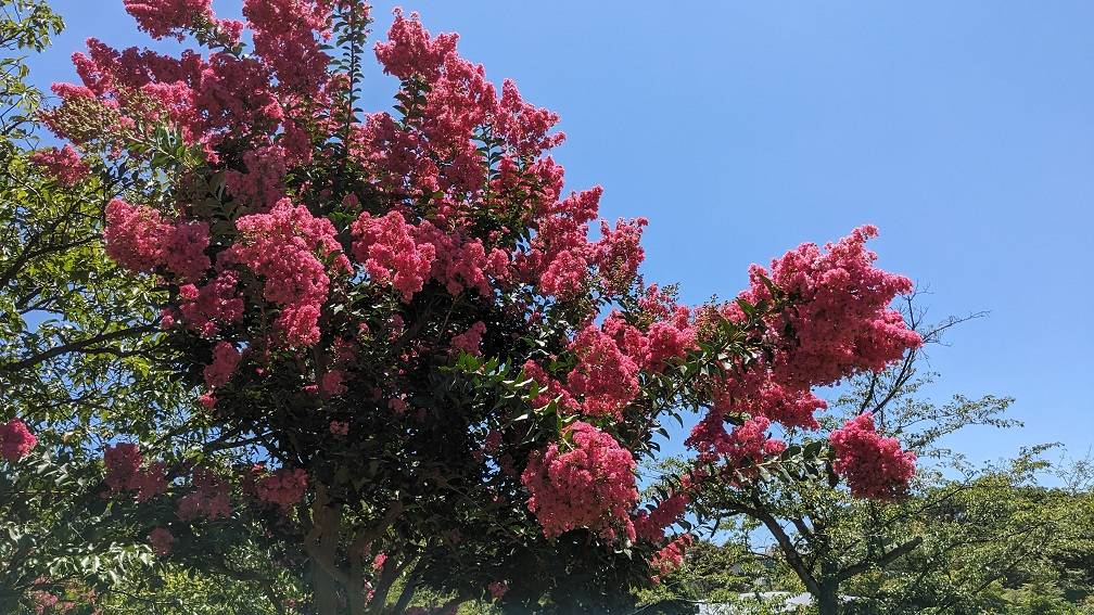 サルスベリが咲いていますの写真