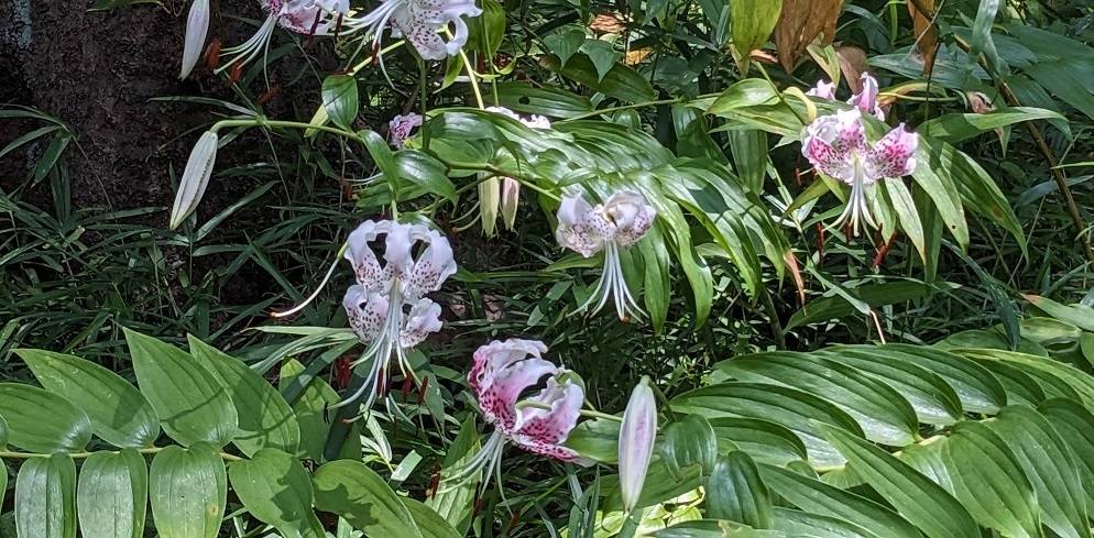 カノコユリが咲いていますの写真