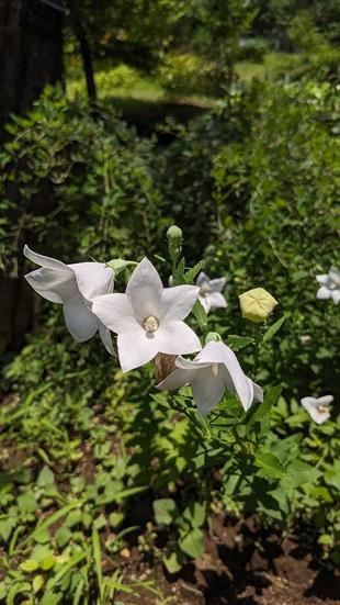 キキョウが咲いています