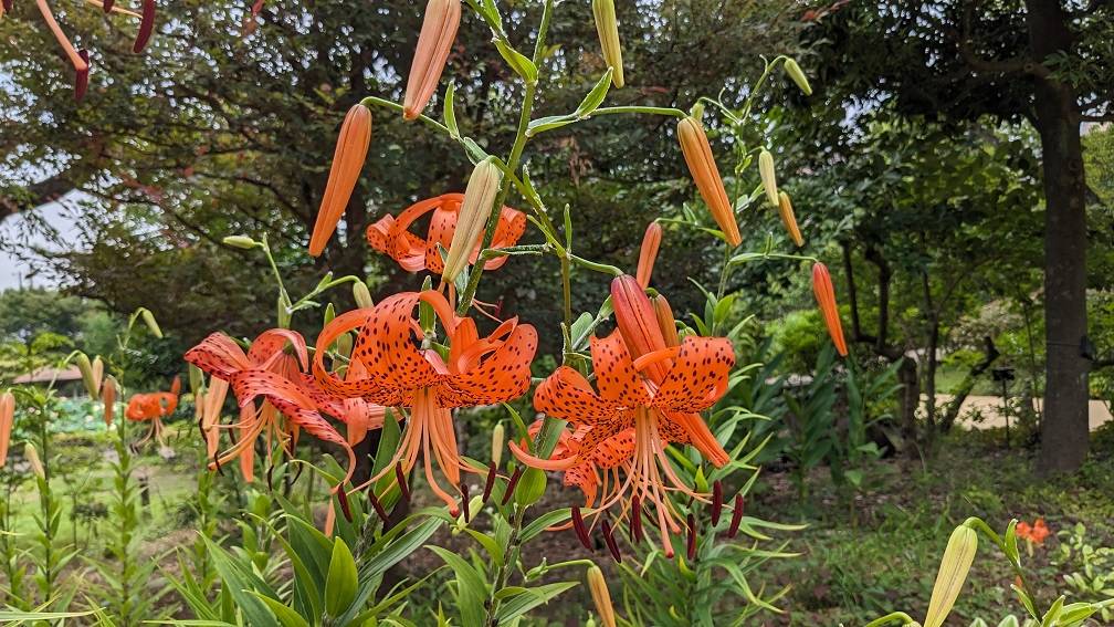 オニユリが咲き始めていますの写真