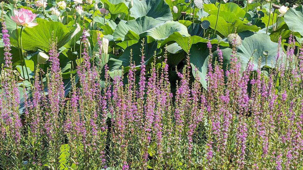 ミソハギが咲いていますの写真