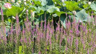 ミソハギが咲いています