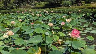 ハスの花が見頃です