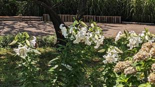 カサブランカが咲いています