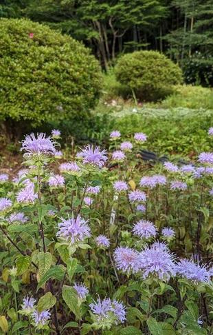 モナルダが咲いています