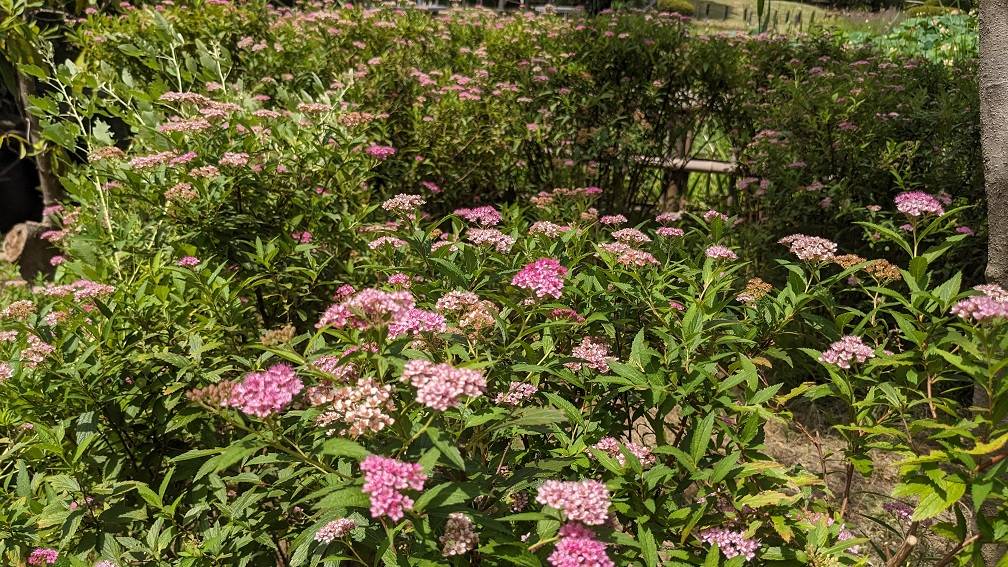 シモツケが咲いていますの写真