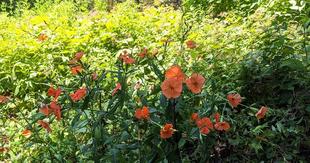 フシグロセンノウが咲いています