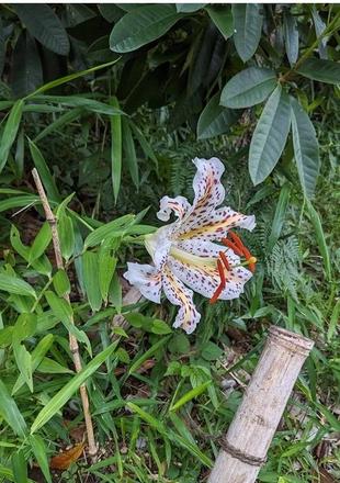 ヤマユリが咲いています