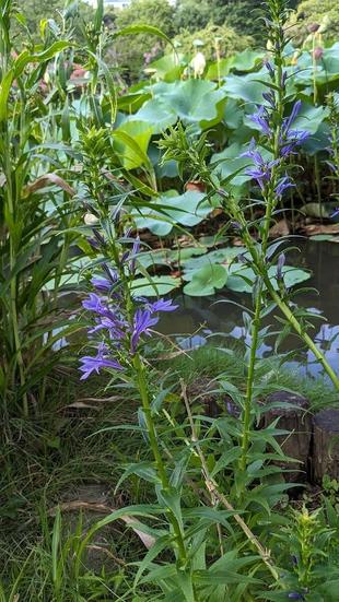 サワギキョウが咲いています