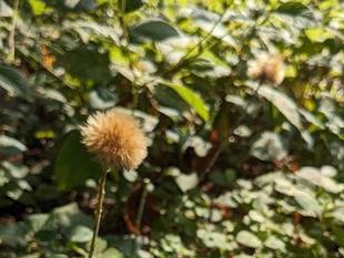 センボンヤリが見頃です