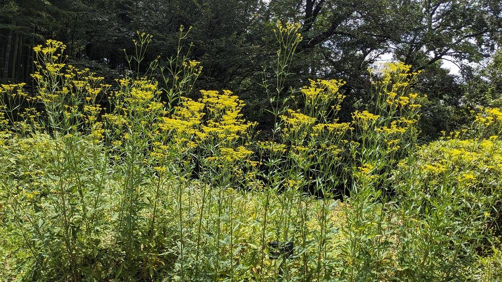 オミナエシが咲いていますの写真