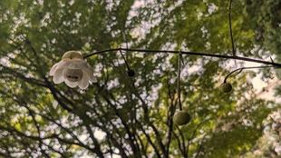 レンゲショウマが咲き始めました