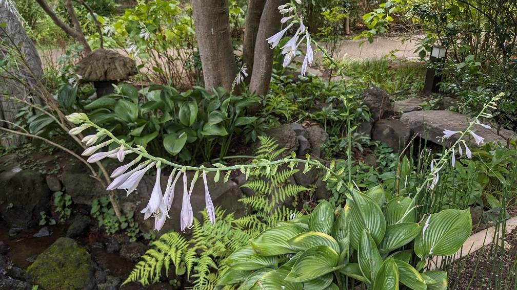 オオバギボウシの花が咲いていますの写真