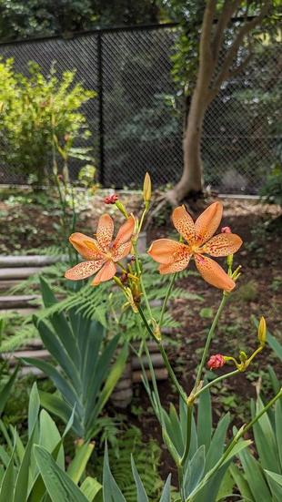 ヒオウギが咲いています