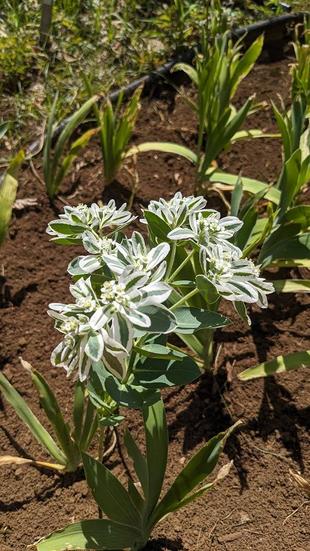 ハツユキソウが咲いています