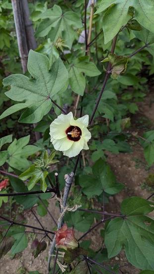 ワタの花が咲いています