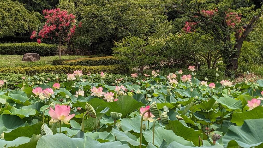 8月もハスが見頃ですの写真